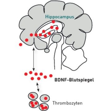 Probandenaufruf-Stiftung